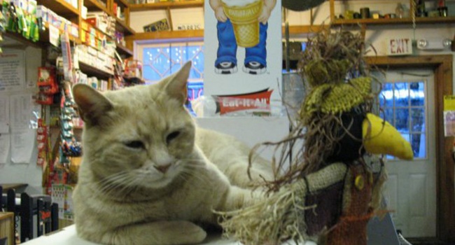 На Аляске скончался «мэр» одного из городов – кот Стаббс
