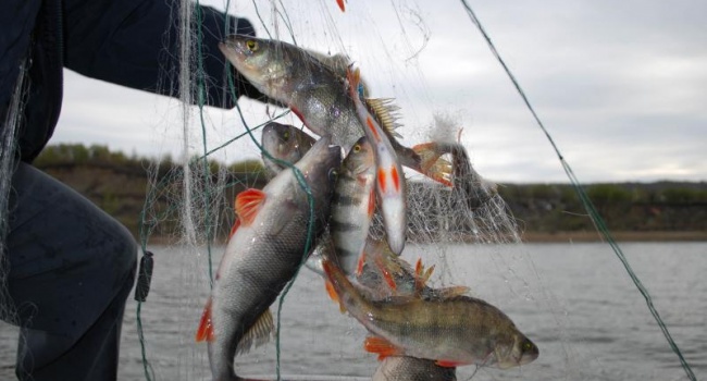 В Украине падают объемы улова рыбы