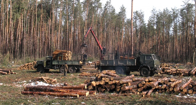 У Чернігові викрили посадовця-хабарника, який роздавав землю для вирубки лісу