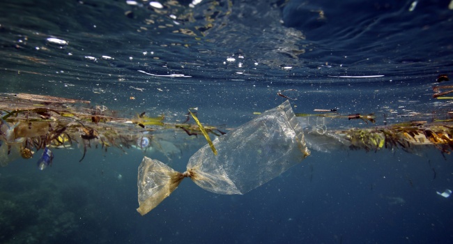 Ученые обнаружили в океане существ, которые разбрасывают пластиковый мусор