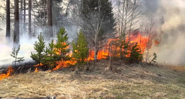 В нескольких регионах Украины бушуют лесные пожары