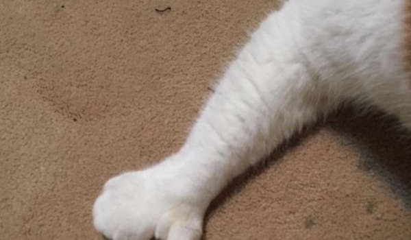 Кот с большими пальцами озадачил пользователей интернета