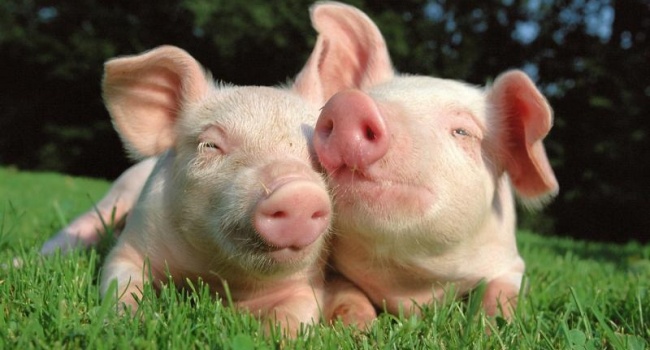 Африканская чума свиней снова зафиксирована в Украине