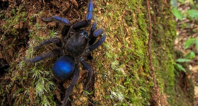 В Южной Америке обнаружили уникального синего паука