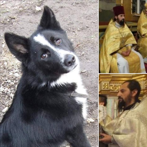 «Праведный печется и о жизни скота своего»: священник УПЦ МП кирпичом забил до смерти собаку