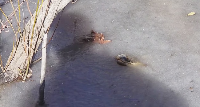 Аномальная зима в США: аллигаторы вмерзли во льду