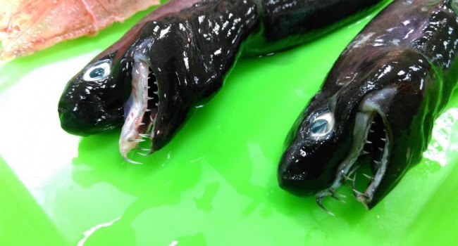 Возле острова Тайвань рыбаки выловили очень редкое и страшное морское существо