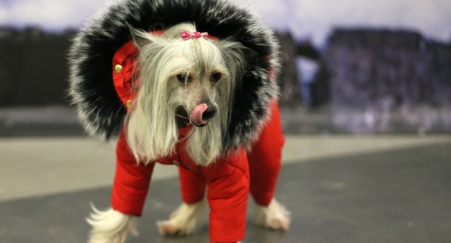 Выставка собак «Сказочный Львов», - фото с места событий