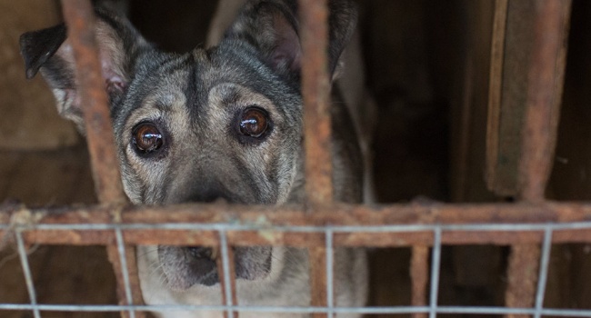 ����: replyua.net