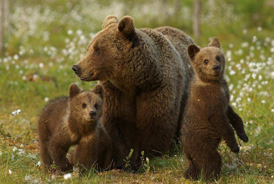 Национальное животное украины фото