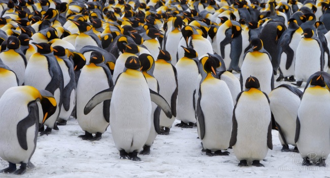 Полтора миллиона: ученые обнаружили в Антарктиде «страну» пингвинов