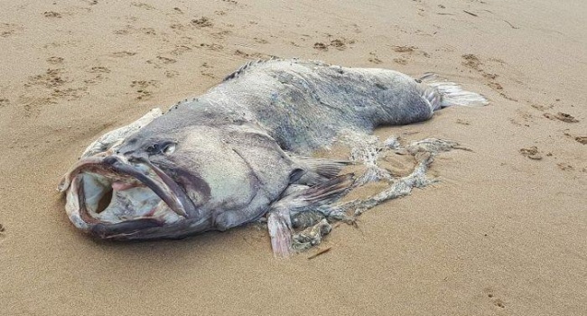 На побережье Австралии найдена рыба-монстр