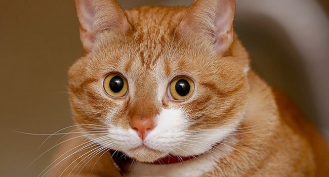 Пользователи обсуждают бурную реакцию кота на опоссума