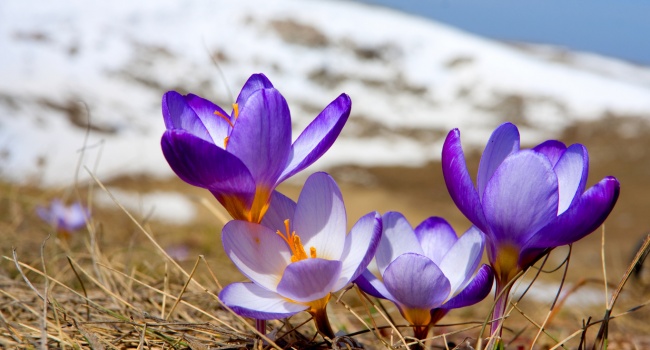 Синоптики назвали точную дату прихода настоящей весны в Украину