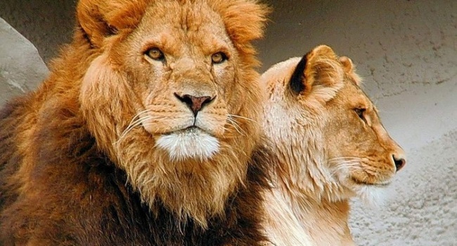 В Африке обнаружены останки огромного льва