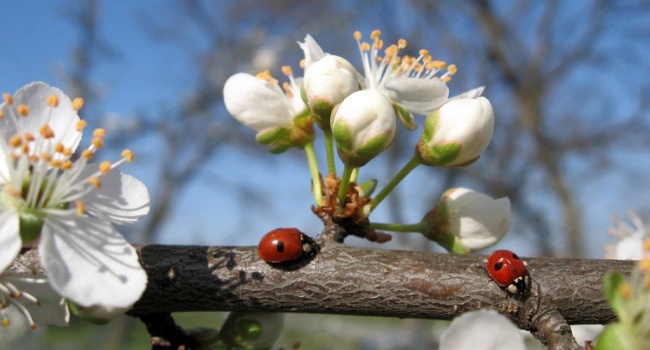  ��������� �������� �������� ���������� ������� 