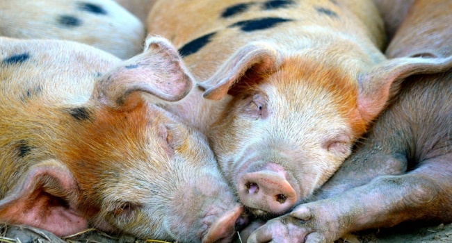 В Китае строят многоэтажные свинофермы