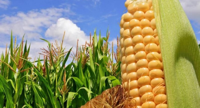 США поставили в Украину зараженную кукурузу