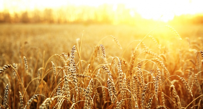  Россия будет экспортировать в Сирию крымскую пшеницу