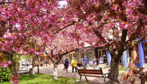«Вот так цветет сакура в Ужгороде», - свежие фото