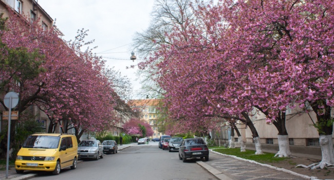 «Вот так цветет сакура в Ужгороде», - свежие фото