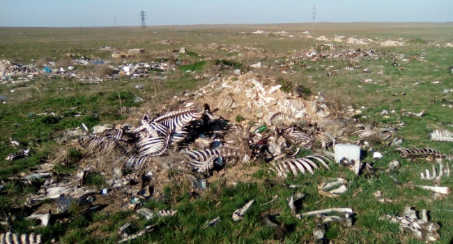 Интернет всколыхнули страшные фото из Крыма Интернет всколыхнули страшные фото из Крыма