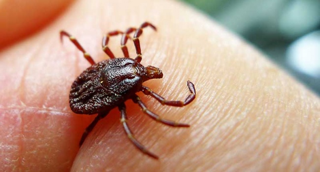 ����: replyua.net