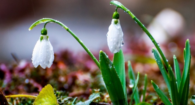  �������� ����������� ����� ������ 