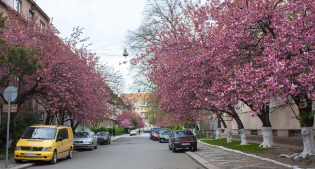 Сакура в калининграде фото