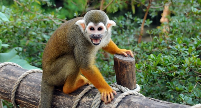 В зоопарке Николаева обезьяна может установить мировой рекорд по продолжительности жизни