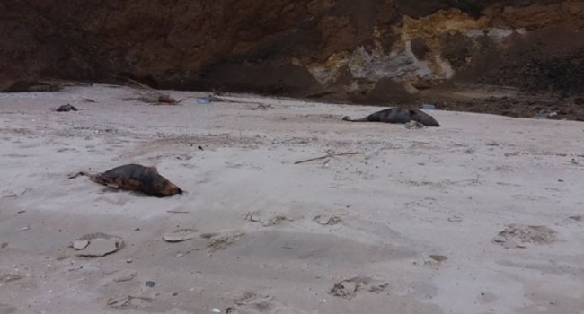  Возле Мариуполя найдены мертвые дельфины