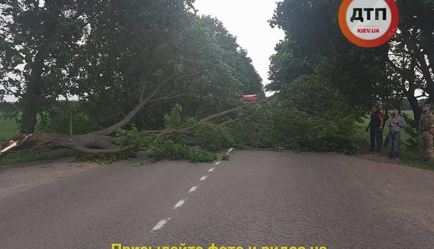  Ураган в Киеве валил деревья, - фото