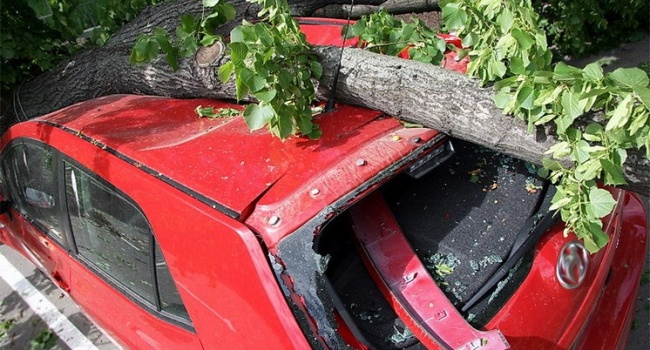  Ураган в Киеве валил деревья, - фото