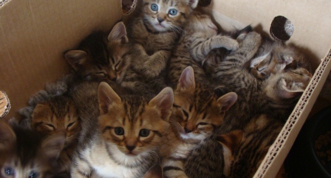 В Харькове нашли 47 брошенных котят