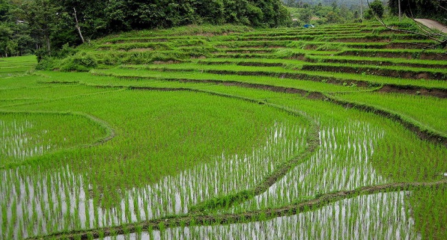 Ученые: в мире наступит «рисовый кризис», - миллионы люди будут голодать