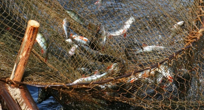 В порту «Херсон» задержан браконьер, «нарыбачивший» на 400 тысяч гривен