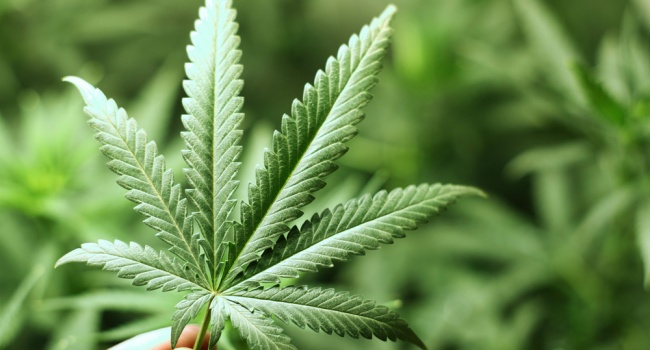 Канадский парламент начинает легализацию марихуаны