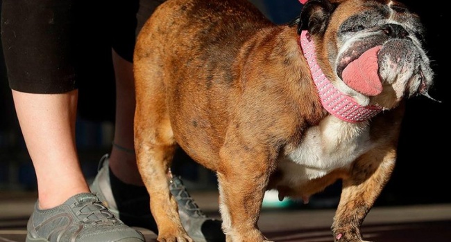 На конкурсе самых уродливых собак в США определился победитель