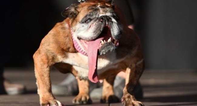 На конкурсе самых уродливых собак в США определился победитель