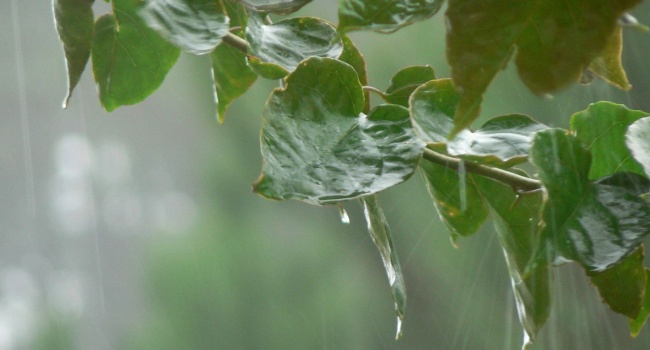 «Июль уже не тот»: синоптики рассказали о прохладе и дождях