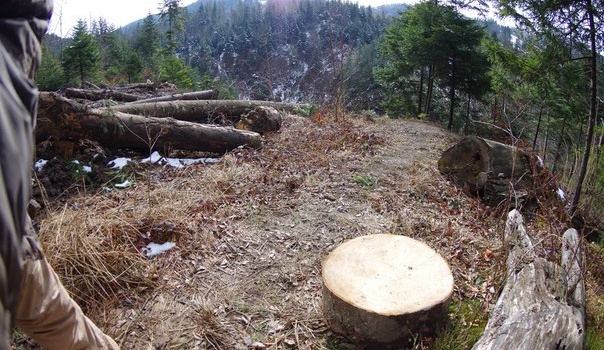В сети показали вырубку леса в Карпатах: пользователи в шоке