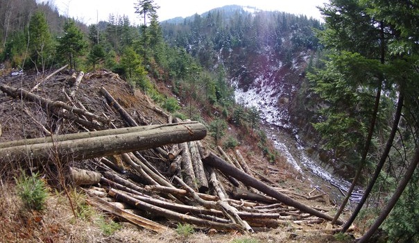 В сети показали вырубку леса в Карпатах: пользователи в шоке