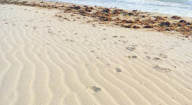 «Туристы не приехали, но грязь появилась», - в сети показали новые фото из Крыма «Туристы не приехали, но грязь появилась», - в сети показали новые фото из Крыма