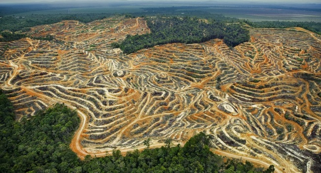 Гройсман взялся за незаконную вырубку лесов в Украине