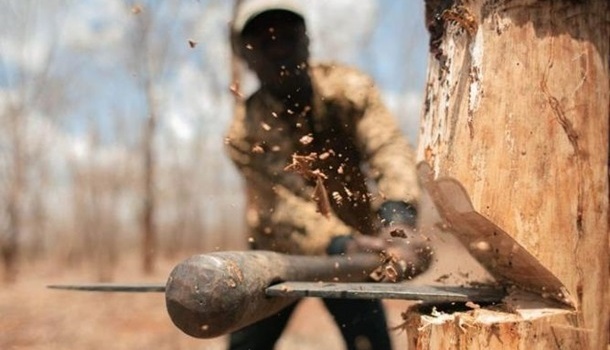 Порошенко отказался подписывать закон против вырубки лесов 