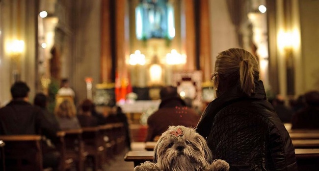 «Церковники убивают своих собак»: в киевской церкви животные гниют в воде под замком 