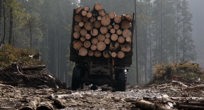 Сазонов: Петр Алексеевич, не мешайте депутатам, на импорт леса нужен полный запрет