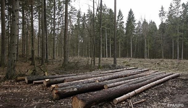 Появилось объяснение вето Порошенко на закон о контрабанде леса Появилось объяснение вето Порошенко на закон о контрабанде леса