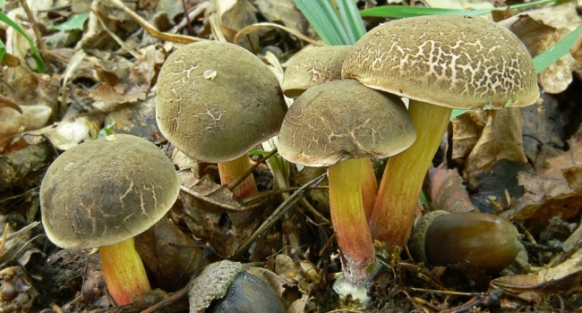 Врачи предупредили: количество случаев отравления грибами продолжает расти