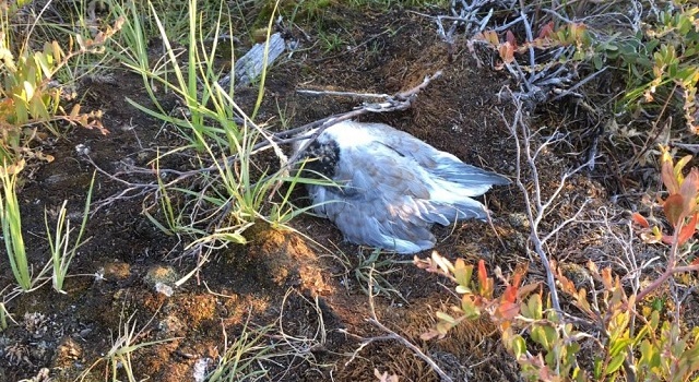 В России исчезло Солнце: ученые не могут разгадать феномен